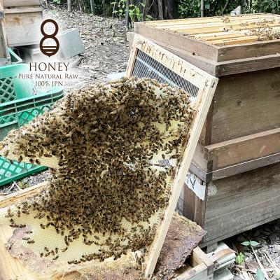 ふるさと納税 羽島市 早春の初搾り(はちみつ)180g |  | 03