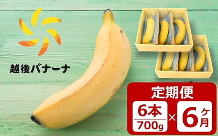 【定期便・雪国新潟産バナナ】6本（700g）×6回 濃厚な甘さともっちり食感！安心安全の越後バナーナ[ZS005]