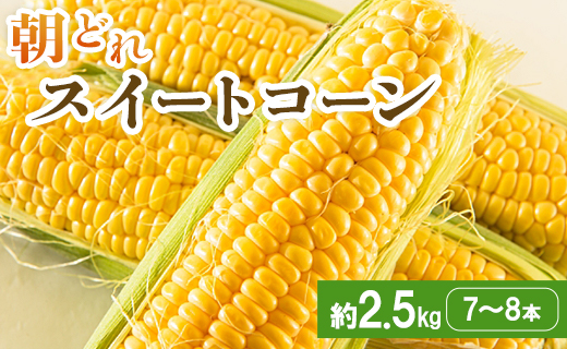 朝どれスイートコーン 2.5kg以上(7～8本) - トウモロコシ とうもろこし 野菜 国産 産地直送 期間限定 季節限定 旬彩ファームやまさき sy-0001