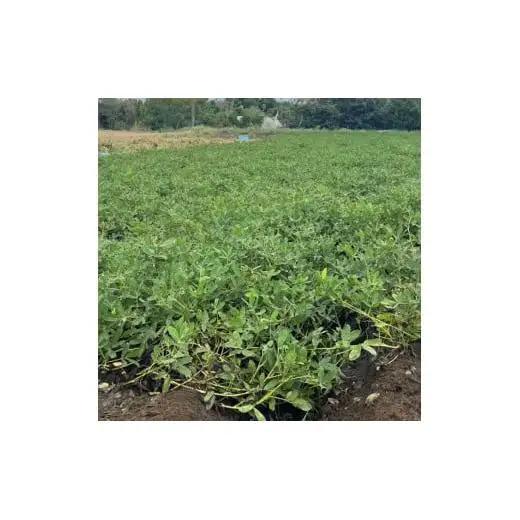 《先行予約》落花生　おおまさり　2kg ／ 落花生 らっかせい ラッカセイ おおまさり 生落花生 茹で落花生 2kg 産地直送 産直 送料無料