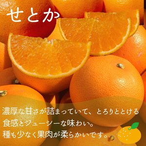 【2026年12月上旬頃から順次発送】【定期便 全3回】旬の愛媛三大高級柑橘 家庭用 【愛果28号 せとか 甘平】約2.5kg | 柑橘 みかん 果物 あいか 紅まどんな と同品種 くだもの フルーツ