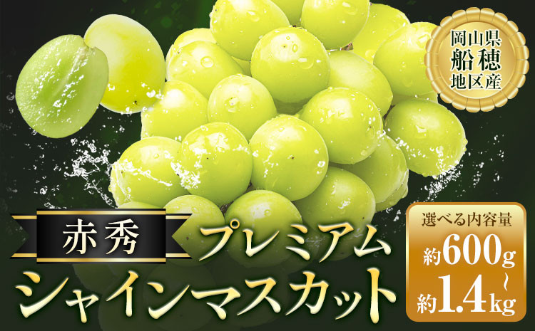
            シャインマスカット 赤秀 プレミアム 晴王 選べる 600g 700g 1.2kg 1.4kg 1房 2房 ハレノフルーツ(アストライ)【2025年先行予約】《9月上旬-11月中旬頃出荷》岡山県 浅口市 送料無料 フルーツ 果物 マスカット お取り寄せフルーツ【配送不可地域あり】
          