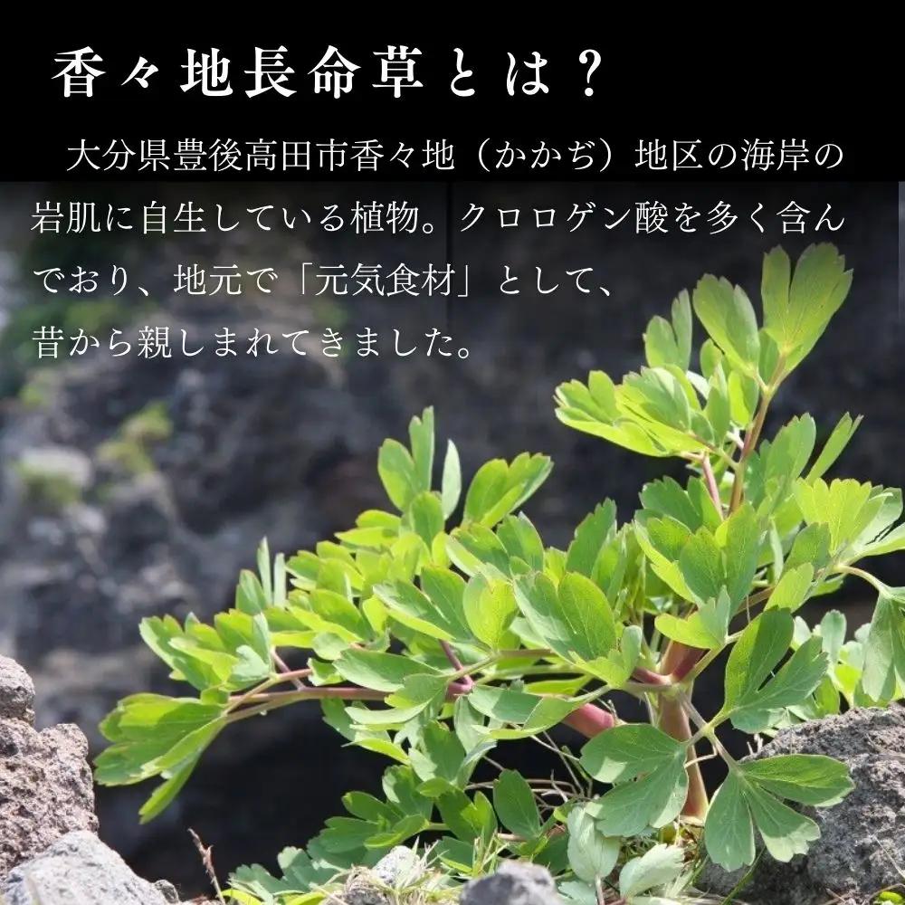 青汁 長命草のチカラ 24本×1箱 | 青汁