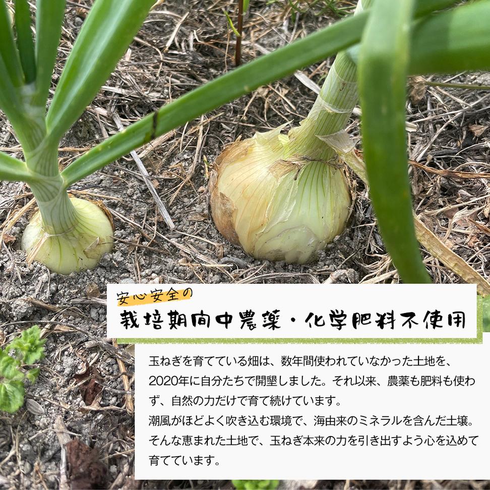 自然栽培玉ねぎ 3kg 《大小様々なサイズのため訳あり》　[