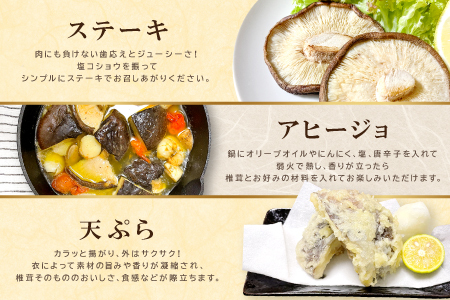 奥出雲椎茸「雲太」不揃い 1kg【椎茸 生しいたけ 12枚 15枚 18枚 肉厚 収穫直後 新鮮 菌床栽培 国産 きのこ キノコ 野菜 料理 食品 プレゼント 贈り物 ギフト】