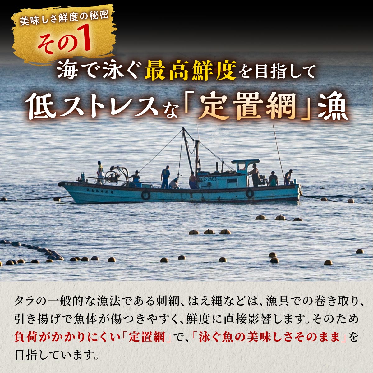 春の金だら【1.2kg】_A020-1800