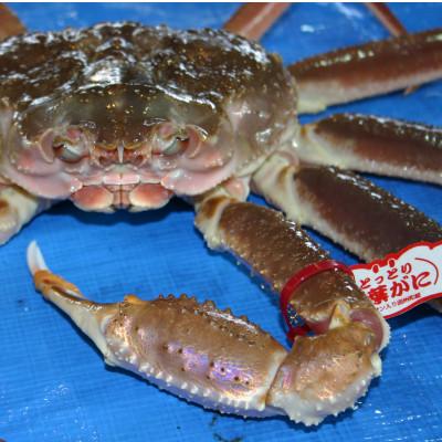 ふるさと納税 鳥取県 【魚倉】タグ付き 生松葉ガニ　大1枚　約800g |  | 01