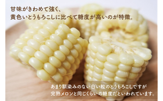 【6月下旬より発送】数量限定 白いおおもの(トウモロコシ)2kg とうもろこし トウモロコシ コーン 生 産地直送 野菜 やさい 夏野菜 甘い 糖度 真っ白 純白 期間限定 水戸市 茨城県（AY-5）