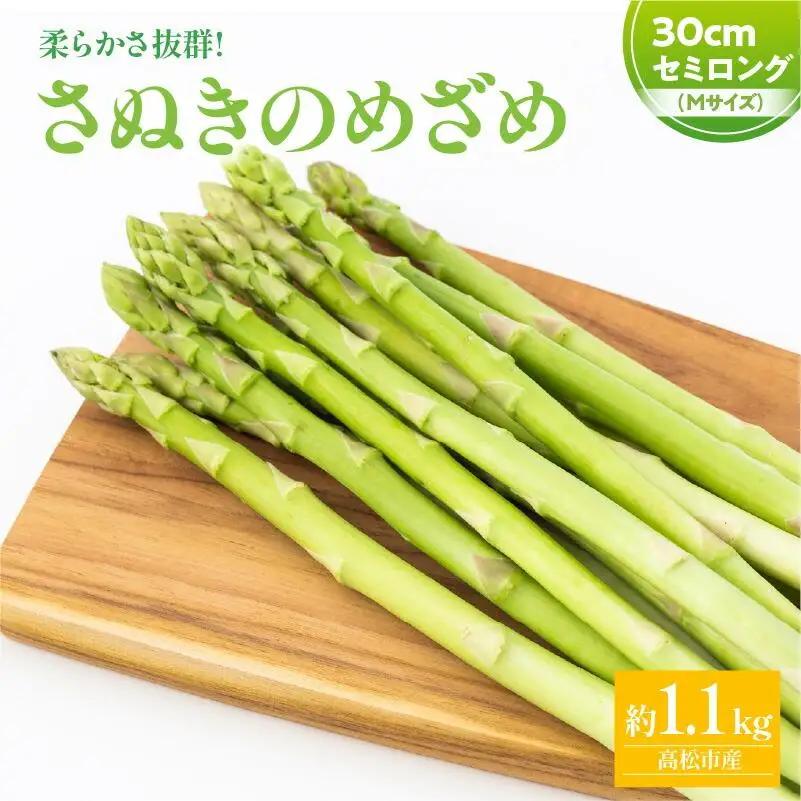 さぬきのめざめセミロング30cm(Mサイズ) 約1.1kg【2027-3月上旬～2027-3月下旬配送】