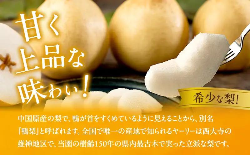 梨 フルーツ 備前乙女梨 鴨梨 岡山県産 梨【6～9玉 約4kg】【先行予約】