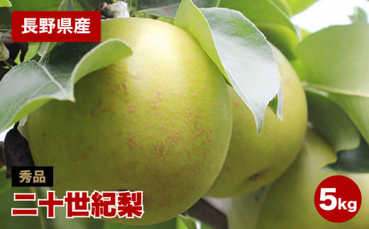 滴る程にジューシー 長野県産　なし(二十世紀) 約5キロ 秀品〈2026年9月上旬～9月末発送〉 | 果物 くだもの フルーツ 梨 なし 二十世紀梨 長野県 信州 南信州 飯田市