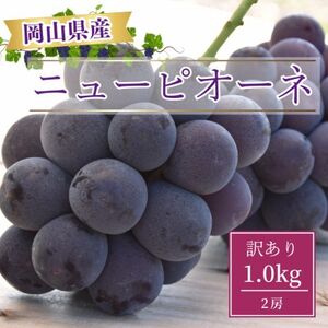 【2025年8月より発送】訳あり家庭用　岡山県産ニューピオーネ1.0kg以上(2房)【配送不可地域：離島】【1612618】