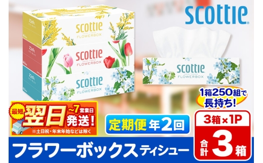 《6ヶ月ごとに2回お届け》定期便  ティッシュペーパー スコッティ ティシュー フラワーボックス 250組 3箱パック×1パック 秋田市オリジナル 最短翌日発送