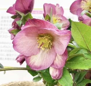 【先行予約】 花 クリスマスローズ 鉢植え 氷の薔薇 ロゼッタ 開花株 4.5号 クリスマス 冬 季節 ガーデン ガーデニング 庭 贈答 プレゼント ギフト 植物 2025年12月中旬より発送開始 オ