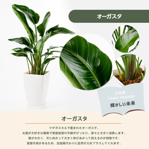 3月上旬~発送【観葉植物】オーガスタ80cm~100cm(Green Base/025-1382) 南国鹿児島県で育った 観葉植物!植物 鉢付 インテリア 室内 オフィス おしゃれ プレゼント ギフト