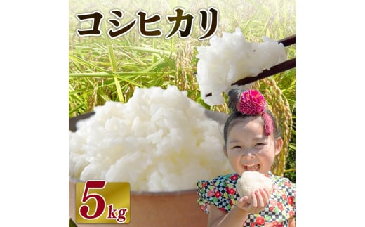 【2026年3月発送】米 コシヒカリ 5 kg  お米 白米 一等米 白米 精米 ご飯 白 ごはん おいしい 国産 静岡県 牧之原市 日用品 日常 便利