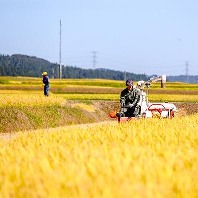 ふるさと納税 十日町市 【毎月定期便】魚沼産コシヒカリ「イネノハ」精米(3kg×4個)×6回【合計72kg】全6回 |  | 03