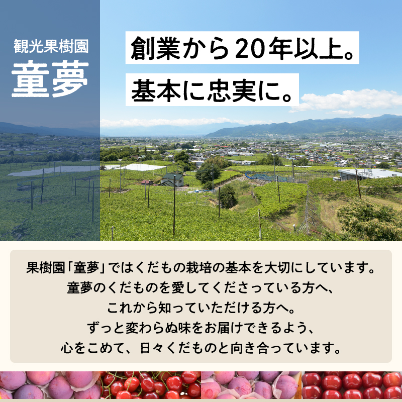 童夢のすもも「貴陽」化粧箱（9個入り）【2024年発送】（DOM）B-143