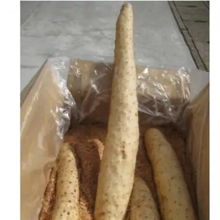 青森県産ながいも「ネバリスター」約5kg(3L～4Lサイズ×4本入り)_野菜  いも イモ 芋_【配送不可地域：離島・沖縄県】【1375460】