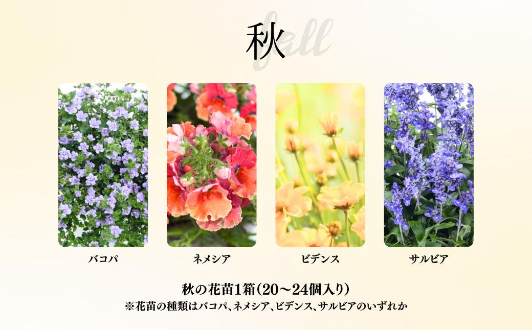 春夏秋冬 季節を感じる箱いっぱいの花苗（年4回 季節ごとにお届け) | 埼玉県 上尾市 花苗 春 夏 秋 冬 年4回コース フラワー ギフト 季節 お花 ガーデニング 旬 インテリア 園芸 工芸品 装