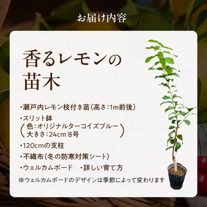 香るレモンの苗木_ 香る レモン 苗木 瀬戸内レモン 国産 枝付き 苗 高さ 1m 前後 果樹 樹木 育てやすい ガーデニング 観葉植物 ベランダ栽培 鉢植え 家庭栽培 インテリア 結婚祝い 出産祝い