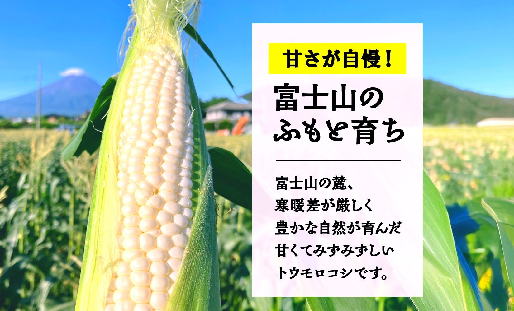 とうもろこし 白い恵味 ホワイト 400g以上×12本 計4.8kg以上 高糖度 トウモロコシ スイートコーン 玉蜀黍 白 夏野菜 ジューシー 野菜 おやつ 甘い 旬 産地直送 送料無料 湖南野菜出荷
