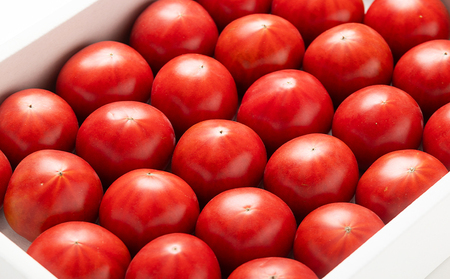 夜須のフルーツトマト 10kg 【旅サラダに取り上げられました！】 先行予約受付 期間限定 季節限定 野菜 やさい フルティカ 完熟 小ぶり 小さめ 糖度 熨斗 のし対応可 贈り物 おやつ サラダ フ