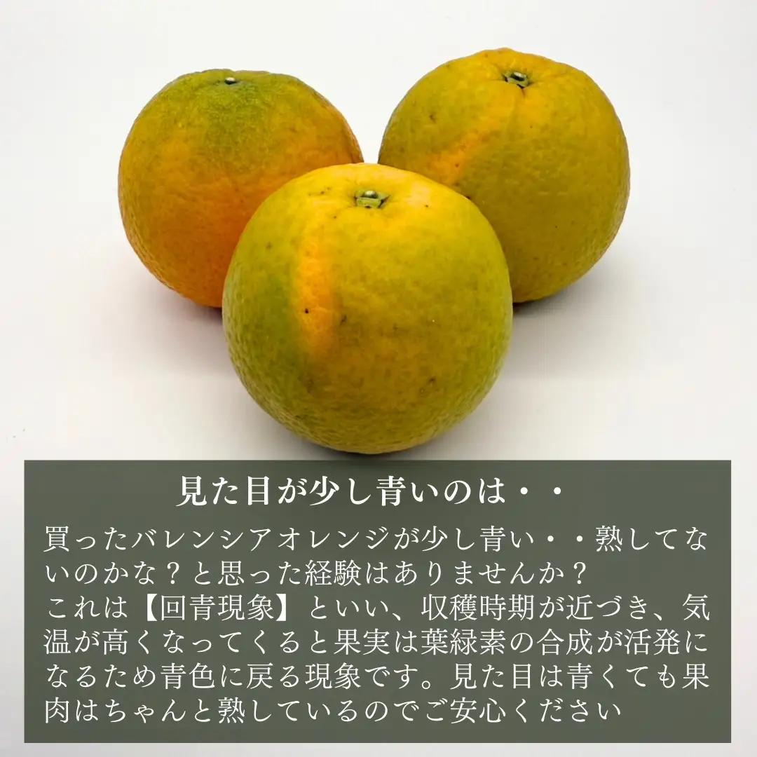 訳あり バレンシアオレンジ  国産 箱込 5kg (内容量 4.4kg ) サイズミックス 和歌山県産 産地直送 みかんの会
