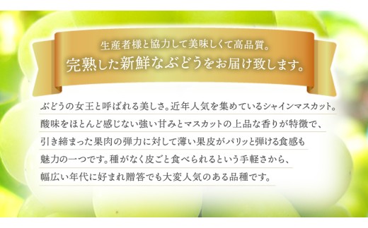 【先行予約】シャインマスカット 約1kg (AR032) 9月下旬発送開始 紫波町産 贈答品 ギフト フルーツ 果物 葡萄 ブドウ ぶどう 2房 高品質 完熟 甘い 新鮮