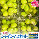 【ふるさと納税】＼ 選べる内容量 ／ （訳あり）シャインマスカット 4房 8房 【令和6年9月より発送開始】（県内共通返礼品：かすみがうら市産） 果物 フルーツ 不揃い わけあり 先行予約 家庭用 お菓子作り