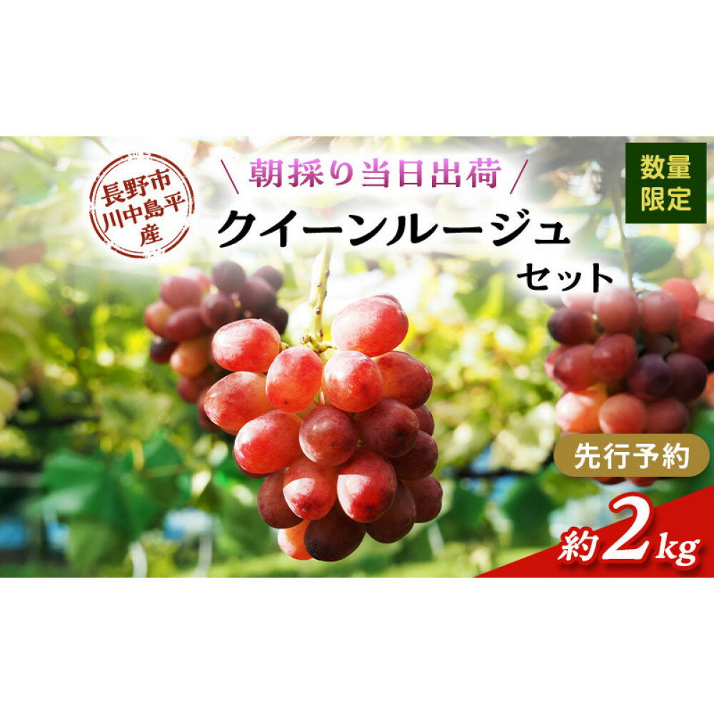【ふるさと納税】クイーンルージュ　約2kg（4～5房）