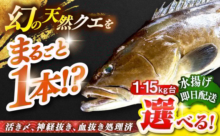 
                  【選べるサイズ1～15キロ台】 天然クエ（丸もの） 《壱岐市》【壱岐島　玄海屋】[JBS049]  クエ 魚 刺身 しゃぶしゃぶ
                