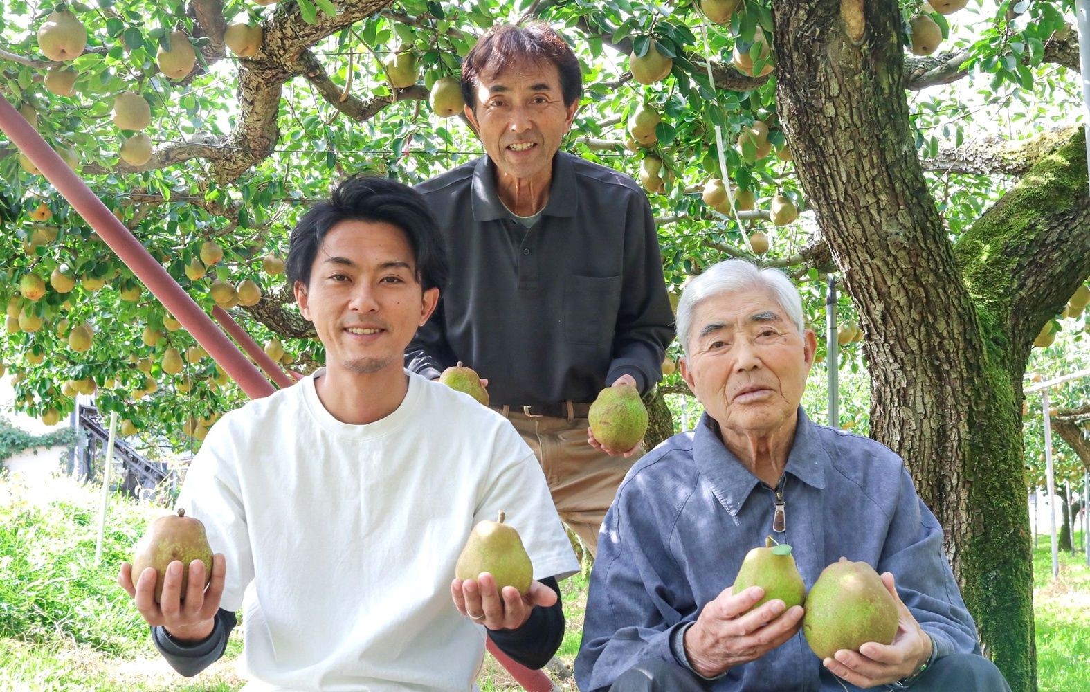 
                  西洋梨（ラ・フランス）６ｋｇ　ご家庭用　0078-2606
                