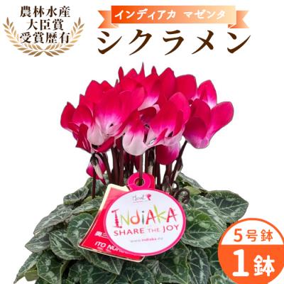 ふるさと納税 設楽町 愛知県産 シクラメン インディアカ 5号鉢×1鉢 マゼンタ 花 生花 ガーデニング