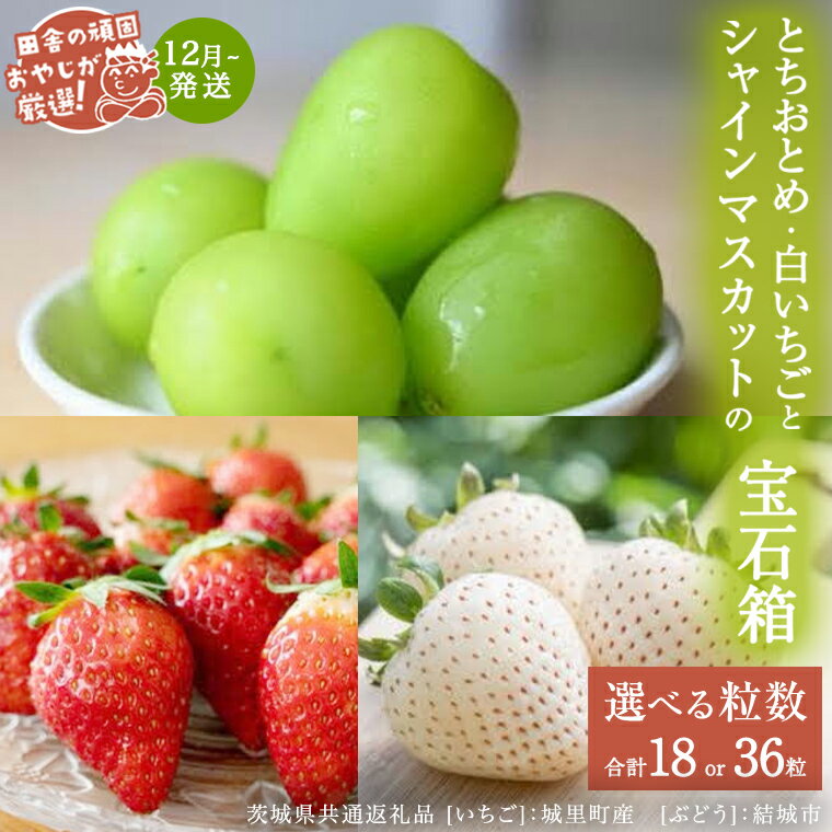 【ふるさと納税】 ＼ 選べる粒数 ／「粒々いちご18粒・36粒」とちおとめと白いちごとシャインマスカット【12月より発送開始】（茨城県共通返礼品 [いちご]：城里町産　[ぶどう]：結城市） 詰め合わせ 果物 フルーツ 茨城県産