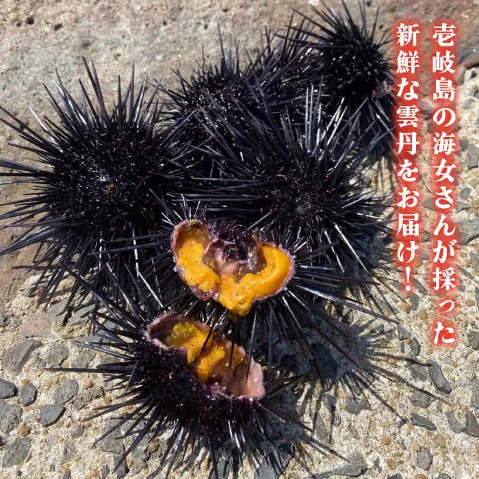 【先行予約】生紫うに 60g×1本 [JBD054] うに 生うに