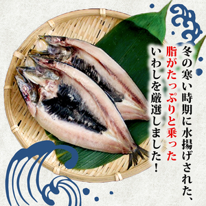沼津の手作りひもの 間宮水産専務激推し‼ 脂バッチリ！旨味の頂！真いわし開き干し 12枚 個包装