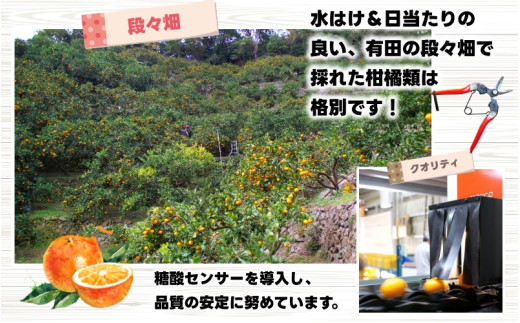 鹿蔵の 有田みかん 家庭用 わけあり 10kg+250g(痛み補償) サイズ混合 (2S〜2L) 先行予約 光センサー選果　※北海道・沖縄・離島への配送不可 / 温州みかん 痛み補償 果物 フルーツ 