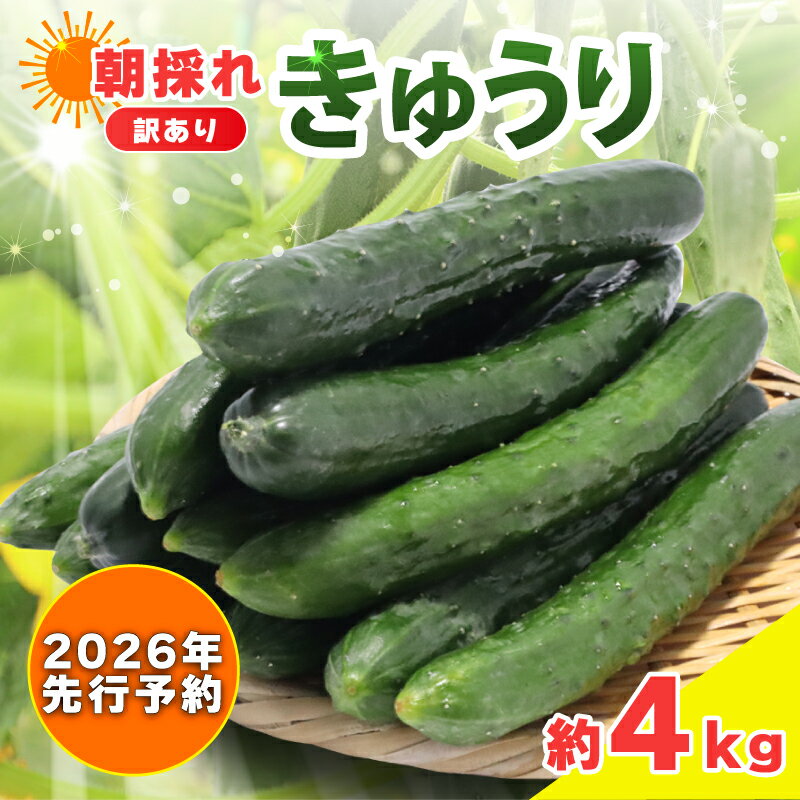 【ふるさと納税】 【 2026年 先行予約 】訳あり きゅうり 約4kg きゅうり 胡瓜 野菜 夏野菜 サラダ 冷麺 漬物 漬け物 ぬか漬け 酢の物 1本漬け 浅漬け 冷やしきゅうり キムチ きゅうりちくわ ちくわきゅうり 産地直送 新鮮 訳あり 千葉県 旭市