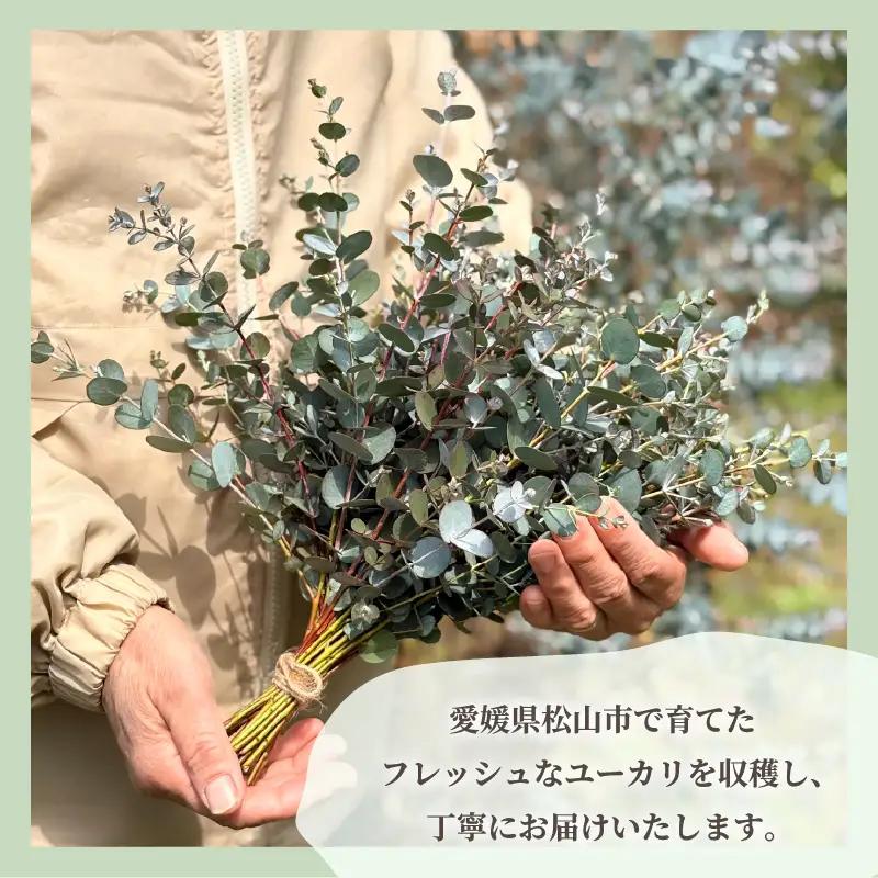 フレッシュ グニユーカリ / 約30cm 約50本 | 【2026年9月上旬頃より順次発送予定】ユーカリ ゆーかり 【KNN010】