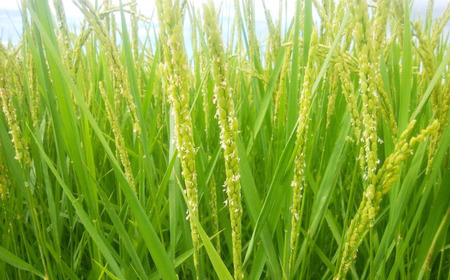 新之助 先行予約 新潟県三条産新之助 5kg×1袋 令和7年産新之助 精米 新潟県産新之助
