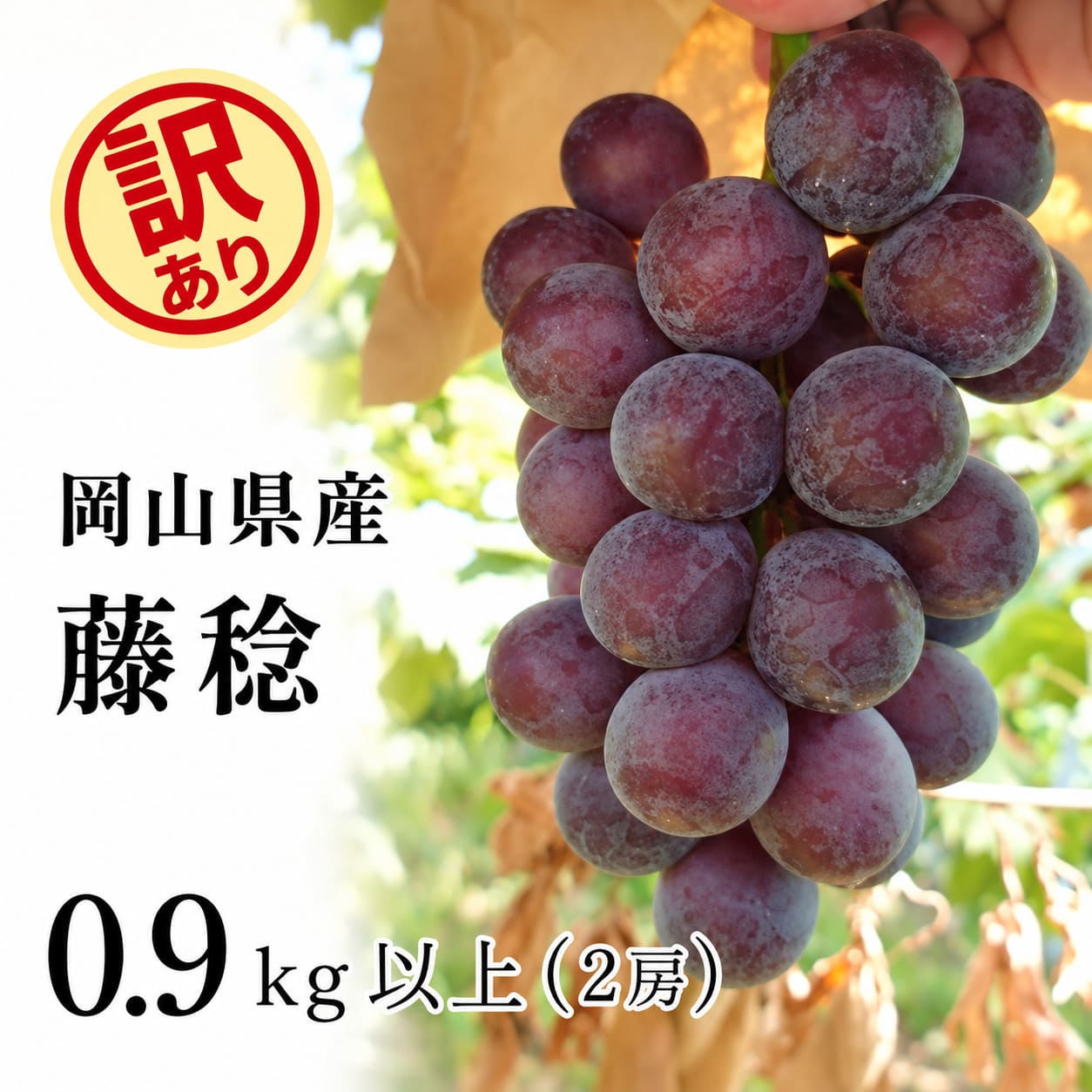 【ふるさと納税】 訳あり藤稔 岡山 ぶどう 0.9kg 以上（2房）【2027年 先行予約】 ブドウ 送料無料 くだもの 国産 2027年発送 期間限定 人気 数量限定 ギフト 産地直送 朝採れ 新鮮 ぶどう 葡萄 先行予約 フルーツ 果物 岡山 甘い 美味しい ピオーネ