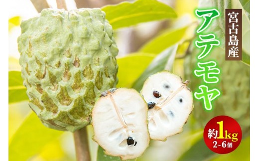 
                  【2027年発送】宮古島産アテモヤ約1kg（２～６個入り）（CV07）
                