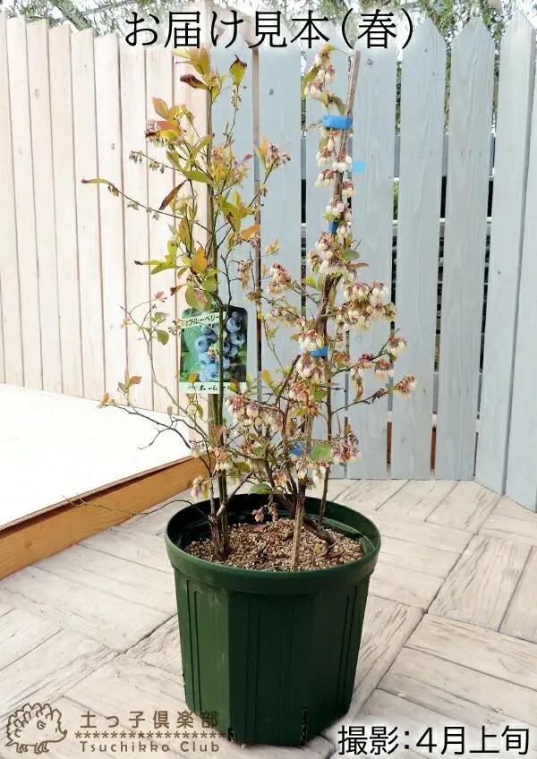 ブルーベリー 『 ラビットアイ系 2品種 植え 』 8号スリット鉢 【 ブルーベリーの肥料セット】【 ガーデニング 家庭菜園 園芸 初夏 夏 花壇 庭 鉢 玄関 プランター 寄せ植え おうち時間 趣味