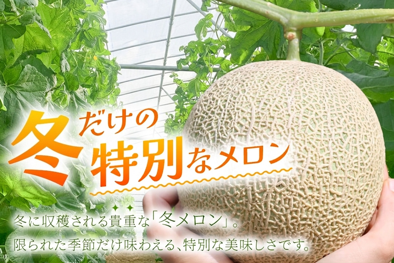 【2026年冬先行予約】宮古島産赤肉冬メロン 大玉1玉（2kg以上）【ブルータートルファーム】（DC014）
