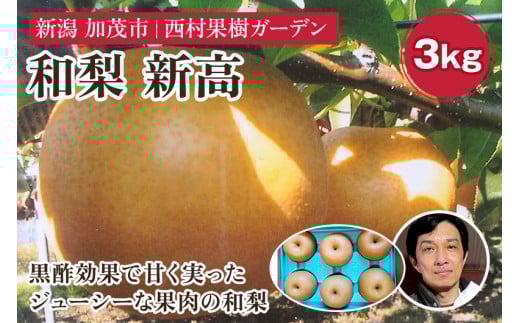【2025年先行予約】西村の黒酢ミネラル栽培 和梨 「新高」 3kg（4〜9玉）《10月上旬〜順次発送》にいたか 梨 和梨  玄米黒酢やヨーグルトを散布して育てた梨  果物 フルーツ ギフト 加茂市 西村果樹ガーデン