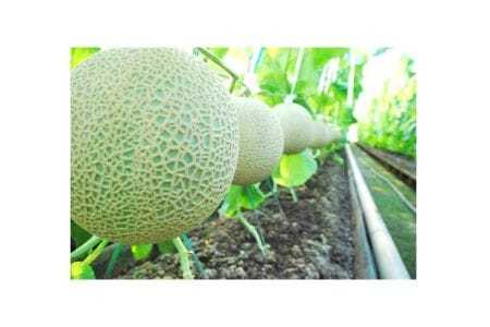 【約1.4kg×2玉】千葉アクアメロン（マスクメロン）大玉