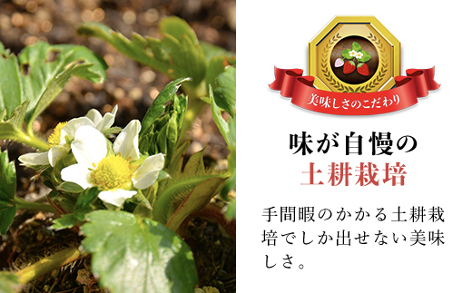 【先行予約】【2027年1月中旬より順次発送】いちご食べ比べセット（最大6品種の食べ比べ） SMAN064