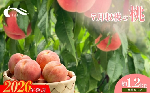 No.2327もも　7月収穫の桃　約1.2kg【2026年発送　先行予約】
