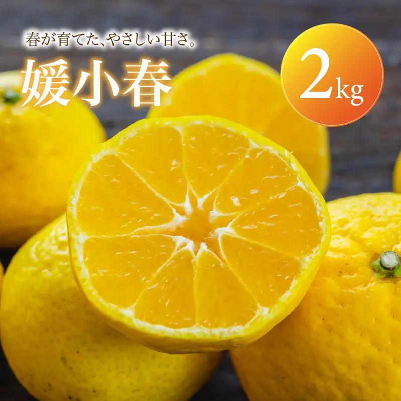 媛小春 家庭用 2kg 【2027年1月下旬頃から順次発送】 | みかん ミカン mikan 蜜柑 訳ありフルーツ 柑橘 果物 おすすめ お勧め お取り寄せ ギフト 愛媛県 松山市 【MKN080】